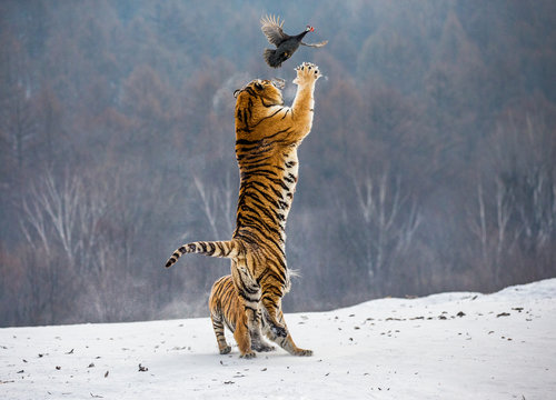 Siberian tiger in a jump catches its prey. Very dynamic shot. China. Harbin. Mudanjiang province. Hengdaohezi park. Siberian Tiger Park. Winter. Hard frost. (Panthera tgris altaica)