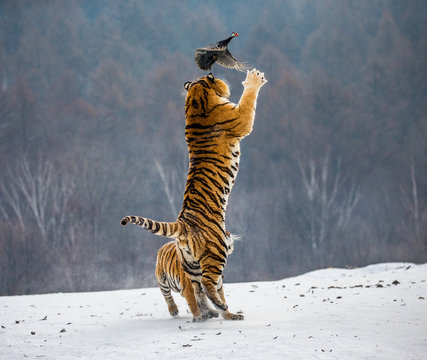 Siberian tiger in a jump catches its prey. Very dynamic shot. China. Harbin. Mudanjiang province. Hengdaohezi park. Siberian Tiger Park. Winter. Hard frost. (Panthera tgris altaica)