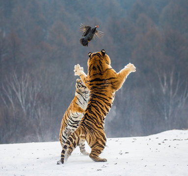 Siberian tiger in a jump catches its prey. Very dynamic shot. China. Harbin. Mudanjiang province. Hengdaohezi park. Siberian Tiger Park. Winter. Hard frost. (Panthera tgris altaica)