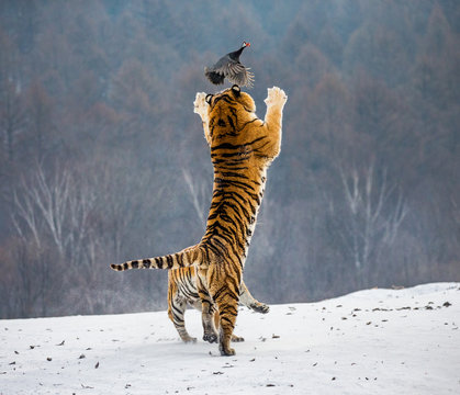 Siberian tiger in a jump catches its prey. Very dynamic shot. China. Harbin. Mudanjiang province. Hengdaohezi park. Siberian Tiger Park. Winter. Hard frost. (Panthera tgris altaica)