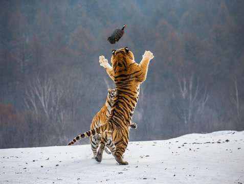 Siberian tigers in a snowy glade catch their prey. Very dynamic shot. China. Harbin. Mudanjiang province. Hengdaohezi park. Siberian Tiger Park. Winter. Hard frost. (Panthera tgris altaica)