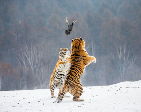 Siberian tigers in a snowy glade catch their prey. Very dynamic shot. China. Harbin. Mudanjiang province. Hengdaohezi park. Siberian Tiger Park. Winter. Hard frost. (Panthera tgris altaica)
