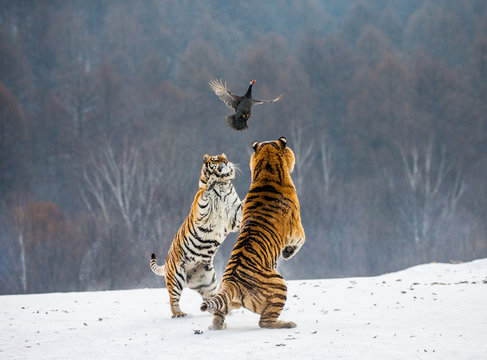 Siberian tigers in a snowy glade catch their prey. Very dynamic shot. China. Harbin. Mudanjiang province. Hengdaohezi park. Siberian Tiger Park. Winter. Hard frost. (Panthera tgris altaica)