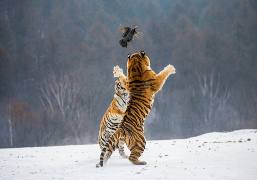Siberian tigers in a snowy glade catch their prey. Very dynamic shot. China. Harbin. Mudanjiang province. Hengdaohezi park. Siberian Tiger Park. Winter. Hard frost. (Panthera tgris altaica)