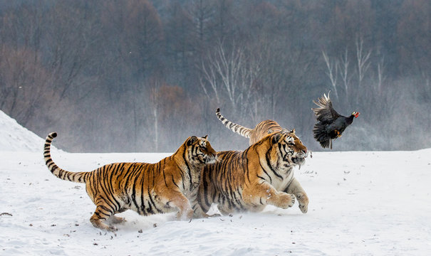 Siberian tigers in a snowy glade catch their prey. Very dynamic shot. China. Harbin. Mudanjiang province. Hengdaohezi park. Siberian Tiger Park. Winter. Hard frost. (Panthera tgris altaica)