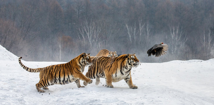 Siberian tigers in a snowy glade catch their prey. Very dynamic shot. China. Harbin. Mudanjiang province. Hengdaohezi park. Siberian Tiger Park. Winter. Hard frost. (Panthera tgris altaica)
