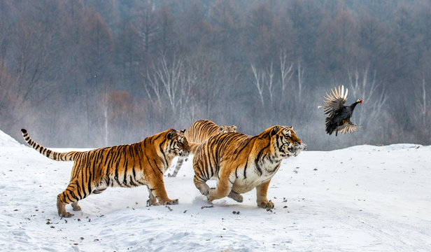 Siberian tigers in a snowy glade catch their prey. Very dynamic shot. China. Harbin. Mudanjiang province. Hengdaohezi park. Siberian Tiger Park. Winter. Hard frost. (Panthera tgris altaica)