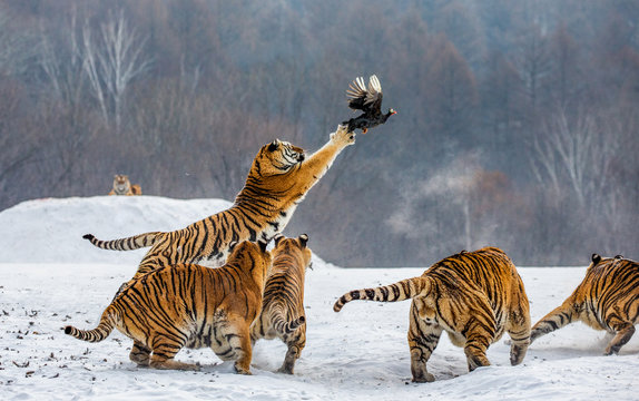Siberian tigers in a snowy glade catch their prey. Very dynamic shot. China. Harbin. Mudanjiang province. Hengdaohezi park. Siberian Tiger Park. Winter. Hard frost. (Panthera tgris altaica)
