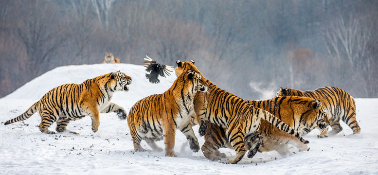 Siberian tigers in a snowy glade catch their prey. Very dynamic shot. China. Harbin. Mudanjiang province. Hengdaohezi park. Siberian Tiger Park. Winter. Hard frost. (Panthera tgris altaica)