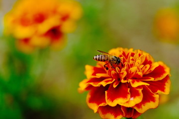 Beautiful hot orange color flower in full blossom with a bee