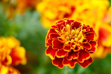 Beautiful hot orange color flower in full blossom