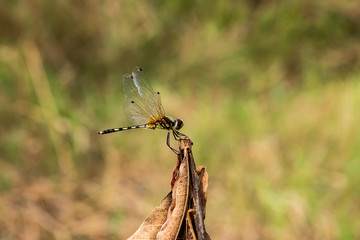 dragonfly on tree branch