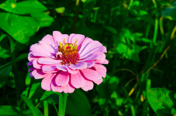 Obraz premium Beautiful close-up pink Zinnia elegans flower in a spring season at a botanical garden.