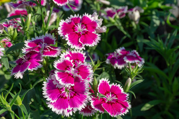 Obraz premium flowers in the garden