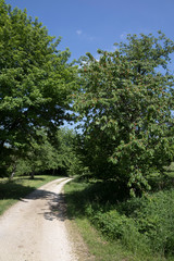 Obraz premium Feldweg im Sommer