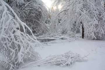 Frozen forest sunrise. Trees Covered Snow in Winter Wonderland Landscape.