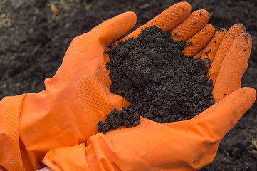 Soil samples in the hands of a biologist in orange gloves. Investigation of the problem of soil...