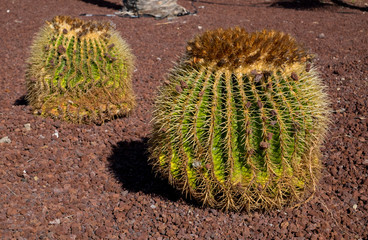 Cactus on black volcanic sand Tenerife