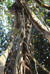 Fototapeta premium 3190 Twirled banyan tree roots