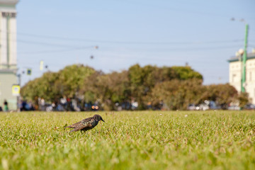 Bird thrush in the Park on the lawn.