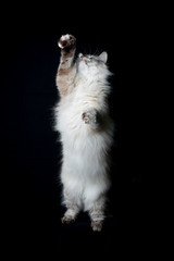 katze
