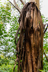 Eucalyptus tree bark peeling away.