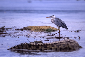 Grey Heron (Ardea cinerea), Selous Game Reserve, Morogoro, Tanzania, Africa