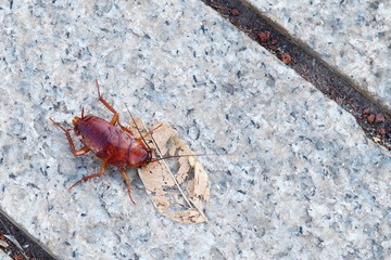 Big Canarian cockroach