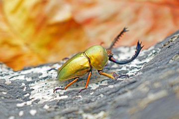 Beetle : Lamprima adolphinae or Sawtooth beetle is a species of stag beetle in Lucanidae family found on New Guinea and Papua. Selective focus, blurred background.