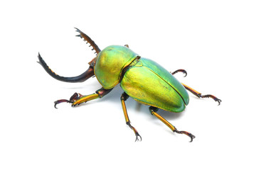 Beetle : Lamprima adolphinae or Sawtooth beetle is a species of stag beetle in Lucanidae family found on New Guinea and Papua. Metallic green beetle, isolated on white background. - obrazy, fototapety, plakaty