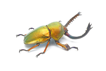 Beetle : Lamprima adolphinae or Sawtooth beetle is a species of stag beetle in Lucanidae family found on New Guinea and Papua. Gold beetle, isolated on white background.