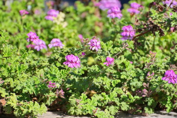 blooming Woodland Cranesbill or Geranium Sylvaticum 