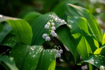 Obraz premium blooming lilies of the valley in nature