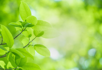 Close up beautiful view of nature green leaves on blurred greenery tree background with sunlight in public garden park. It is landscape ecology and copy space for wallpaper and backdrop.