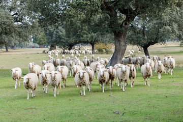 Fototapeta na wymiar Flock of sheep grazing
