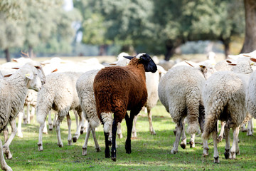 Obraz premium Flock of sheep grazing