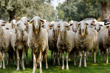 Flock of sheep grazing