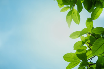 Close up beautiful view of nature green leaves with sunlight blue sky . It is landscape ecology and copy space for wallpaper and backdrop.