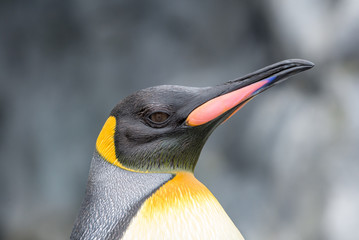 Close up King Penguin (Aptenodytes patagonicus) face in Hokkaido, Japan.