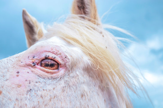 Eye of white horse