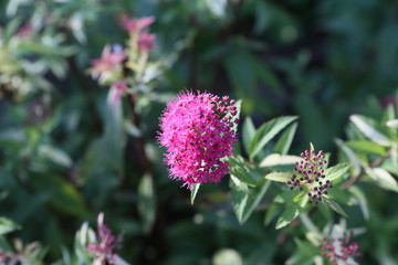 fotografias de plantas y flores varias 