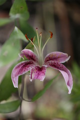 fotografias de plantas y flores varias 