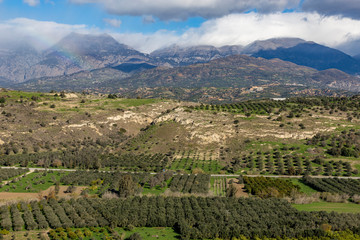 Fototapeta na wymiar Olive trees plantations and snowy mountains in Crete Greece