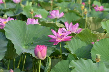 Blooming lotus flowers in the park