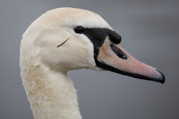 H&ouml;ckerschwan mit Blutegel an der Wange