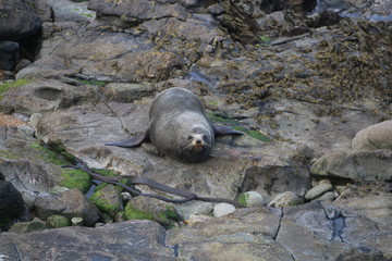 seal on a rock