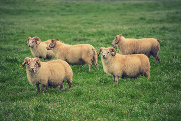 Fototapeta premium Sheep grazing in Iceland