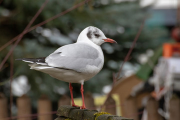 Lachmöwe in einem Garten in Dießen am Ammersee Jauar 2019