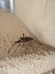 fotografias de insectos varios 