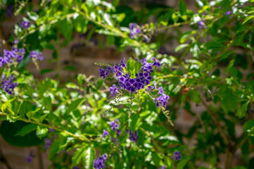 Duranta erecta violet purple flowering plant, group of flowers on shrub branches in bloom